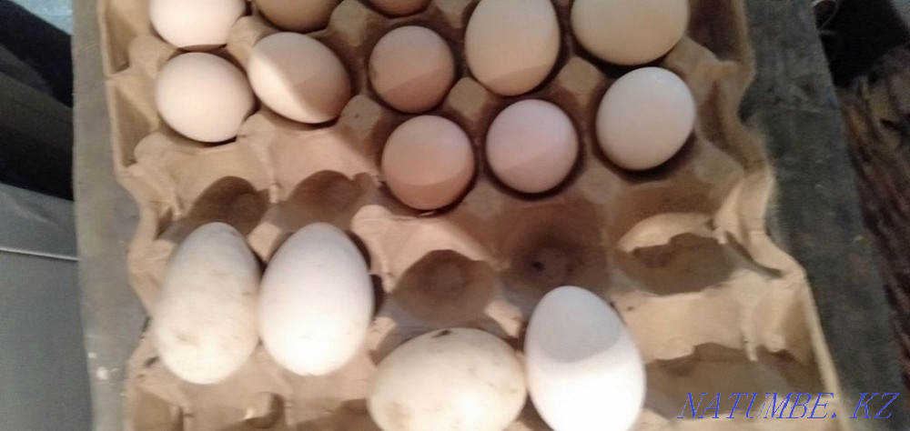 Куриные яйца и индюка Мухаметжан Туймебаева - изображение 2