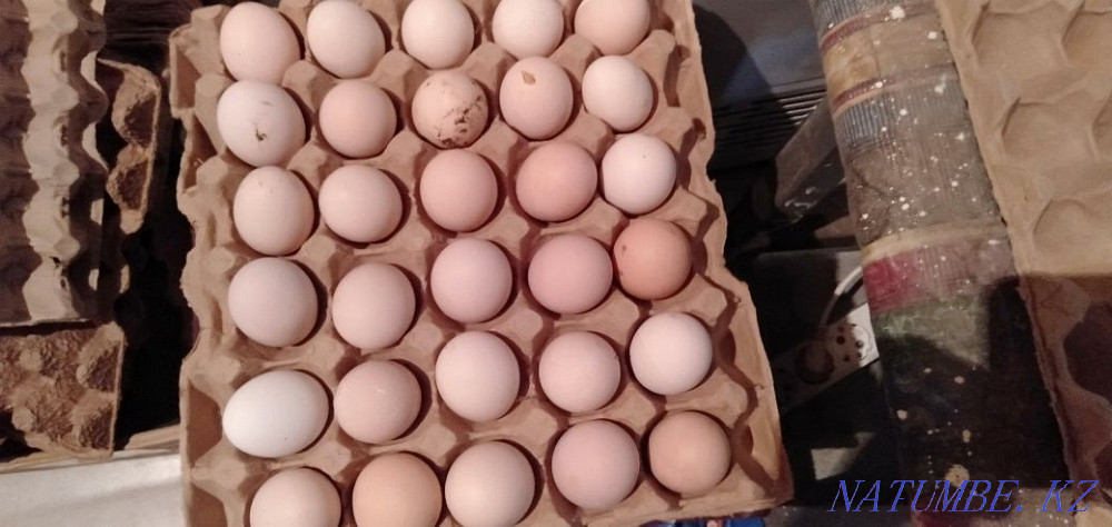 Куриные яйца и индюка Мухаметжан Туймебаева - изображение 1