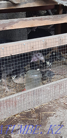 Domestic turkey poults for sale Нурмухамеда Есентаева - photo 3