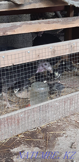 Продаются индюшата домашние индюки Нурмухамеда Есентаева - изображение 3