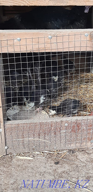 Продаются индюшата домашние индюки Нурмухамеда Есентаева - изображение 2