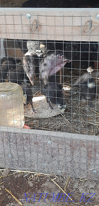 Продаются индюшата домашние индюки Нурмухамеда Есентаева - изображение 1