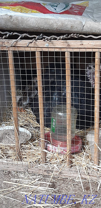 Продаются индюшата домашние индюки Нурмухамеда Есентаева - изображение 4