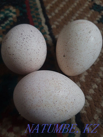 Яйцо индюков на заказ  - изображение 2