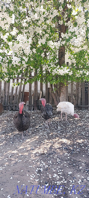 Domestic turkeys. Ush-Tyube - photo 3
