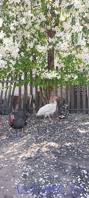 Domestic turkeys. Ush-Tyube - photo 2