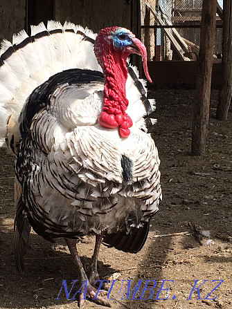 I will sell the Turkey-cock  - photo 3