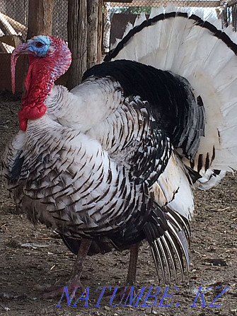 I will sell the Turkey-cock  - photo 4