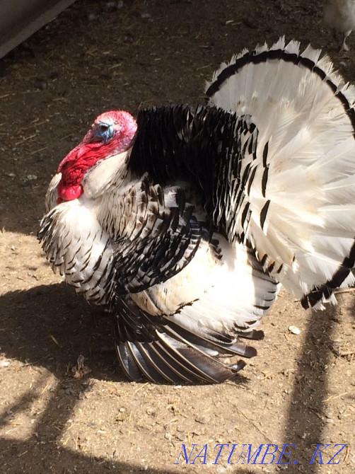 Продам Индюк  - изображение 2