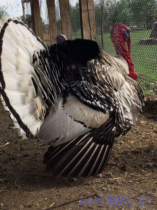 Продам Индюк  - изображение 1