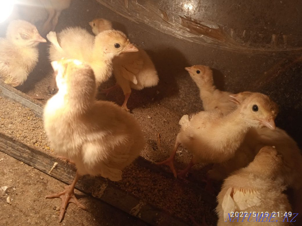 Turkey BIG 6 balapany Shymkent - photo 1