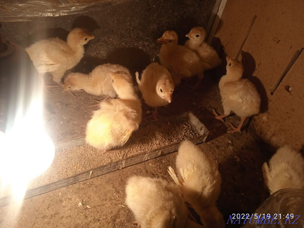 Turkey BIG 6 balapany Shymkent - photo 2