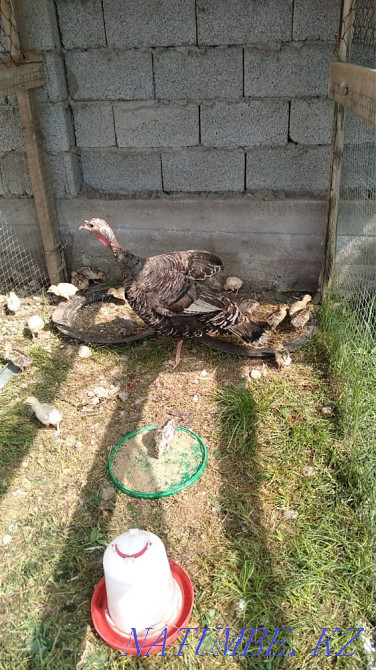 Индюк и цыплята Болтирик шешен - изображение 1