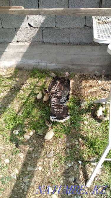 Индюк и цыплята Болтирик шешен - изображение 2