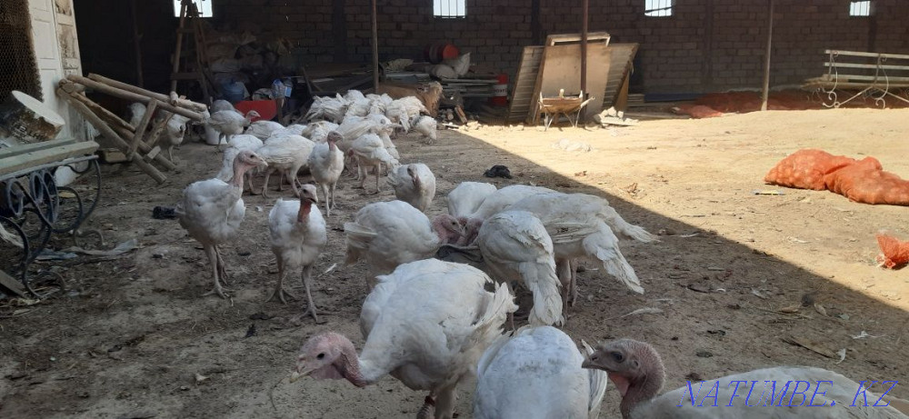 Turkey 3 aylyk broler  - photo 3