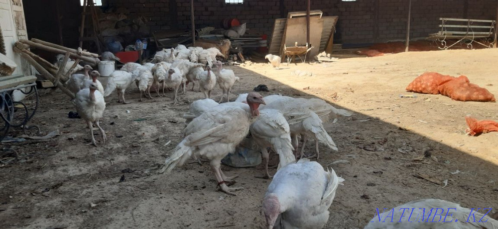 Turkey 3 aylyk broler  - photo 1