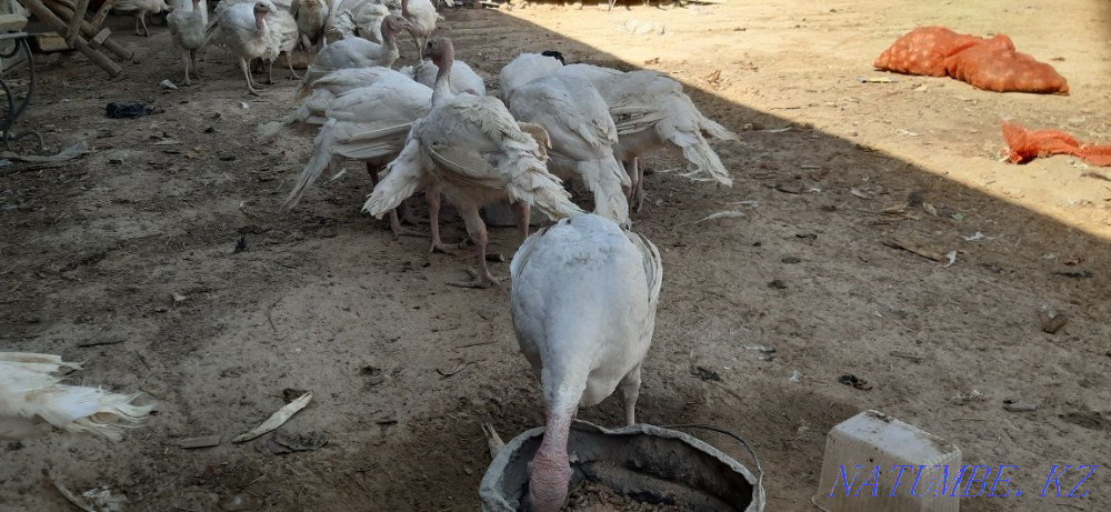 Turkey 3 aylyk broler  - photo 2