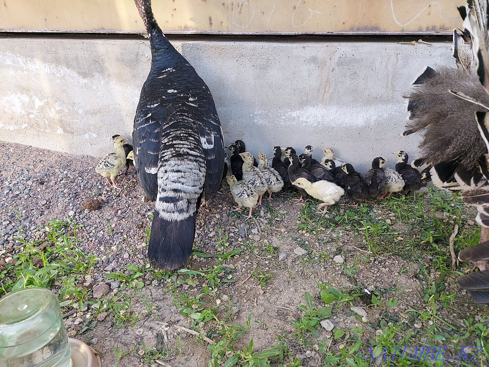 Индюк с индюшатами Боралдай - изображение 3