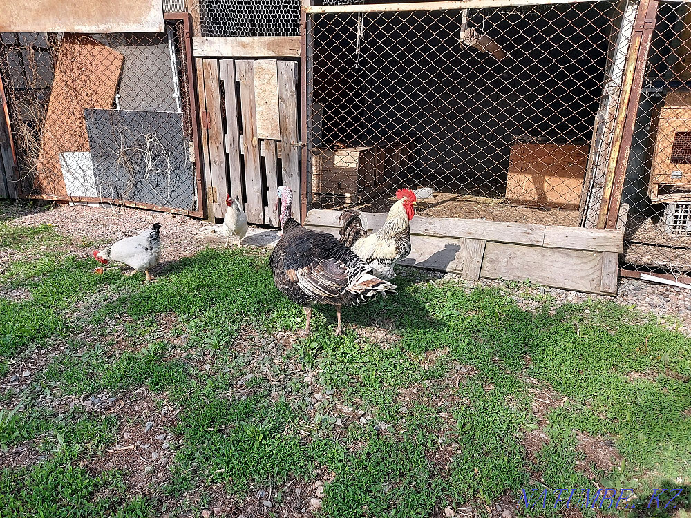 Индюк с индюшатами Боралдай - изображение 2