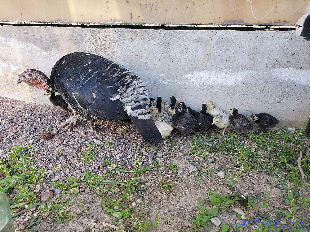 Индюк с индюшатами Боралдай - изображение 1