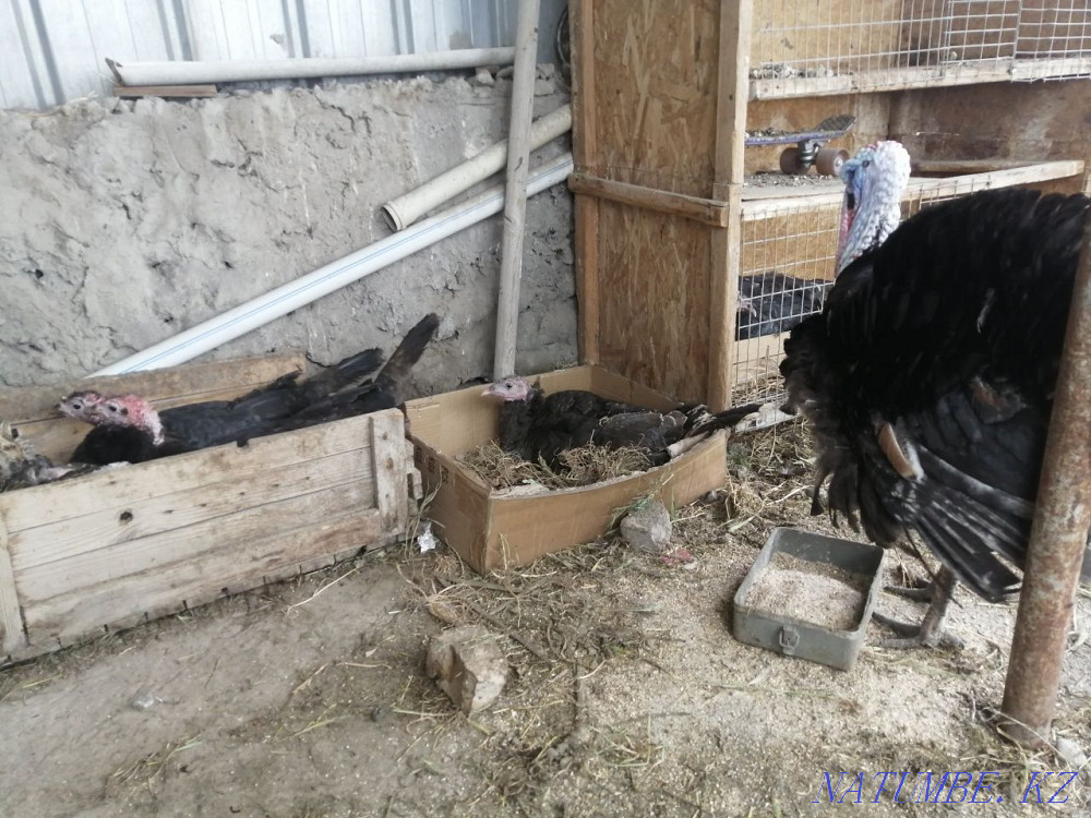Продам семью индюков Шымкент - изображение 2