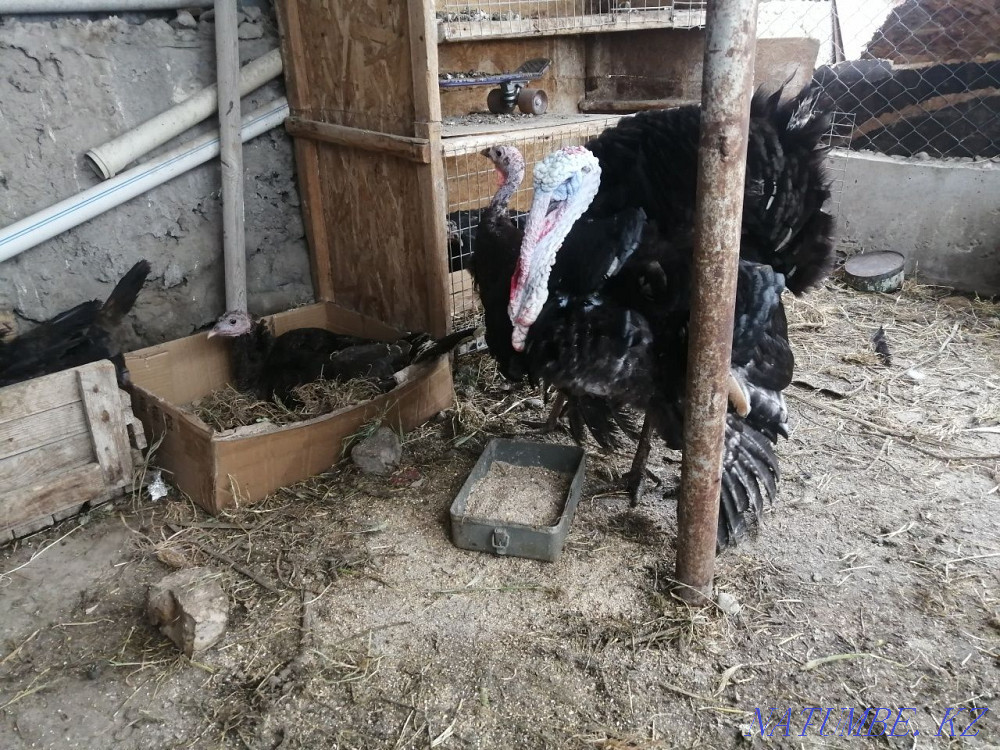 Продам семью индюков Шымкент - изображение 1