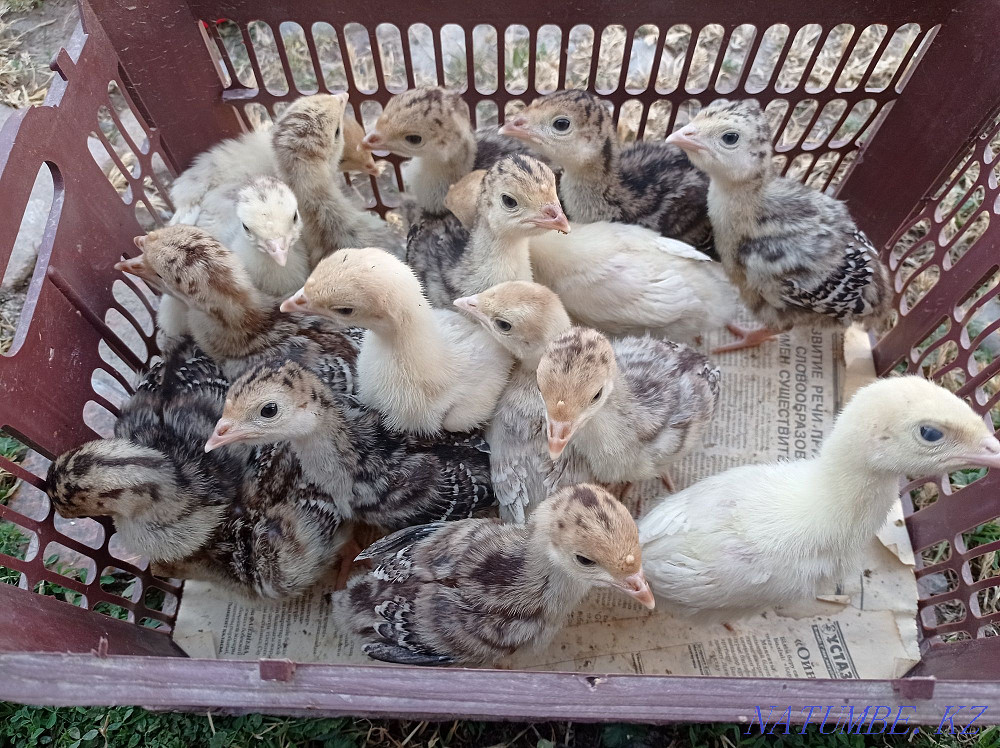 ?ндік балапандары (индюк)  - изображение 2