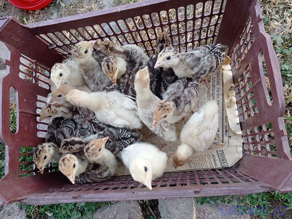 ?ндік балапандары (индюк)  - изображение 4