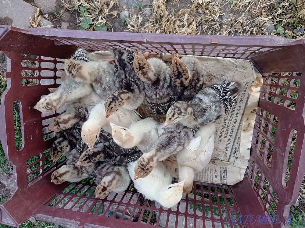 ?ндік балапандары (индюк)  - изображение 3