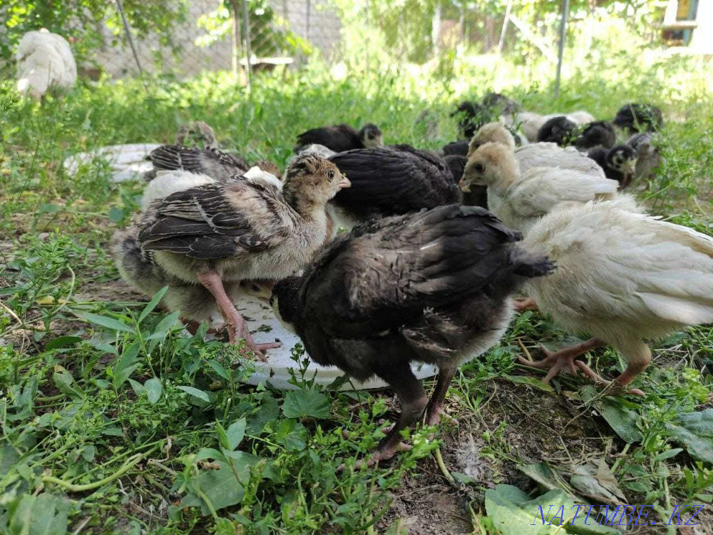 Продаю индюков и индюшек Шымкент - изображение 3