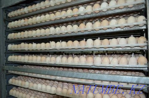 I will sell duck, goose, broiler, motley laying hen, turkey. Karagandy - photo 2