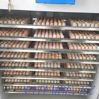 I will sell duck, goose, broiler, motley laying hen, turkey. Karagandy - photo 3