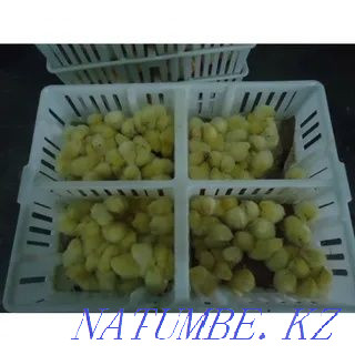 I will sell duck, goose, broiler, motley laying hen, turkey. Karagandy - photo 4