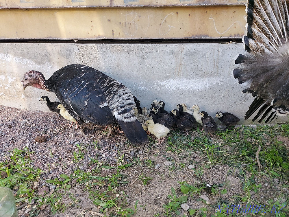 homemade turkey for sale  - photo 2