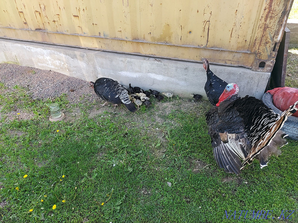 homemade turkey for sale  - photo 1