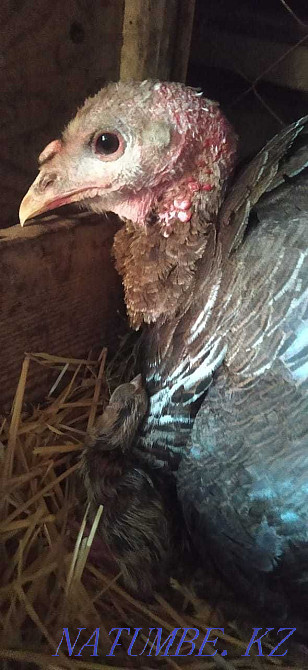 Turkey poults with turkey .Turkey poults with mom.balapany turkey Taraz - photo 3