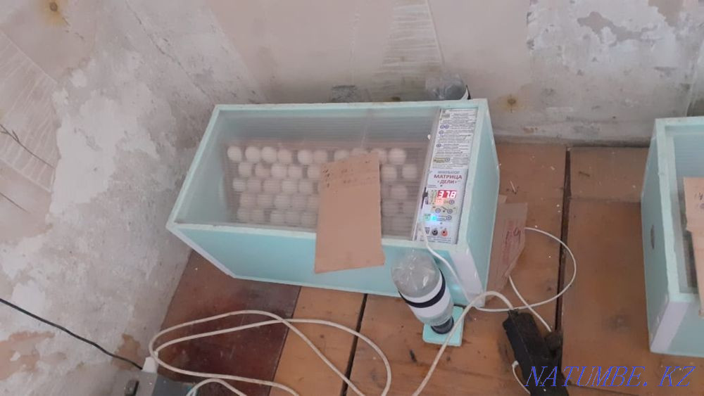 Turkeys French Bronze Shymkent - photo 2