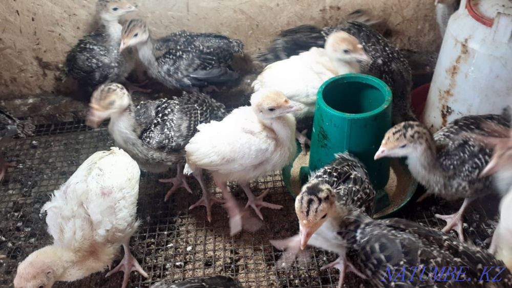 Turkeys French Bronze Shymkent - photo 1