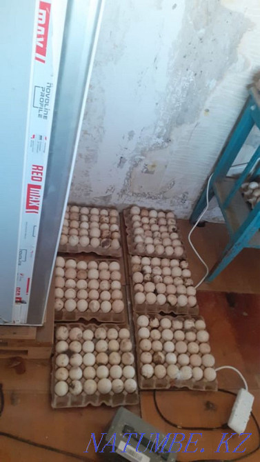 Turkeys French Bronze Shymkent - photo 3