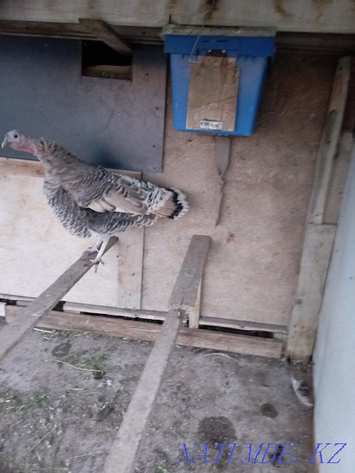 Sell domestic turkey  - photo 2