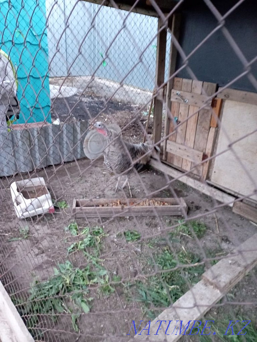 Sell domestic turkey  - photo 3