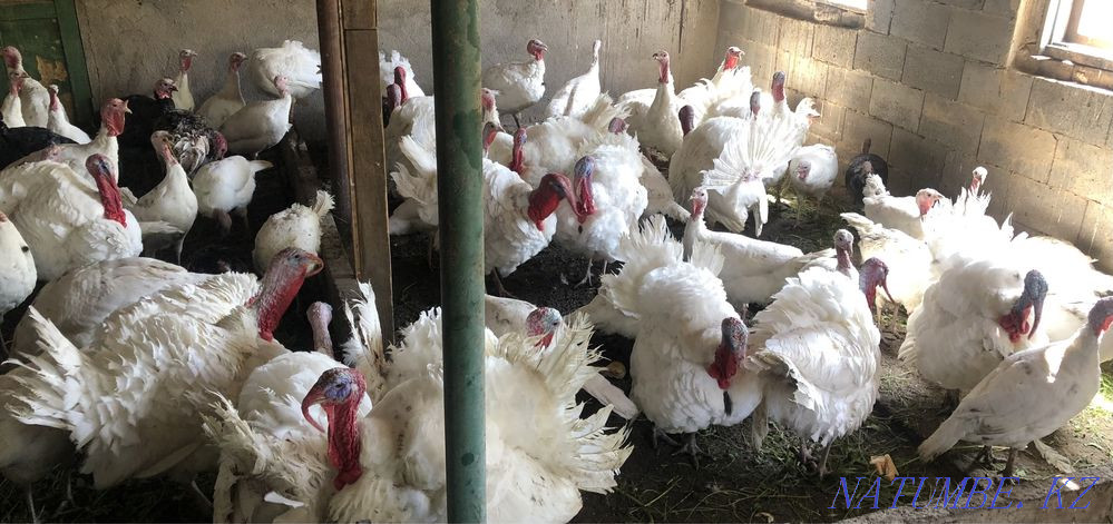 Продаю годовалых белых широкогрудых индюков! Узынагаш - изображение 1