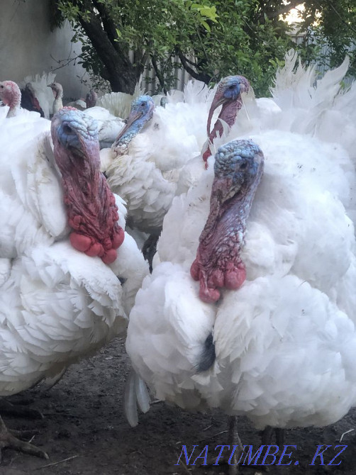 Продаю годовалых белых широкогрудых индюков! Узынагаш - изображение 3
