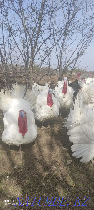Продаю годовалых белых широкогрудых индюков! Узынагаш - изображение 2