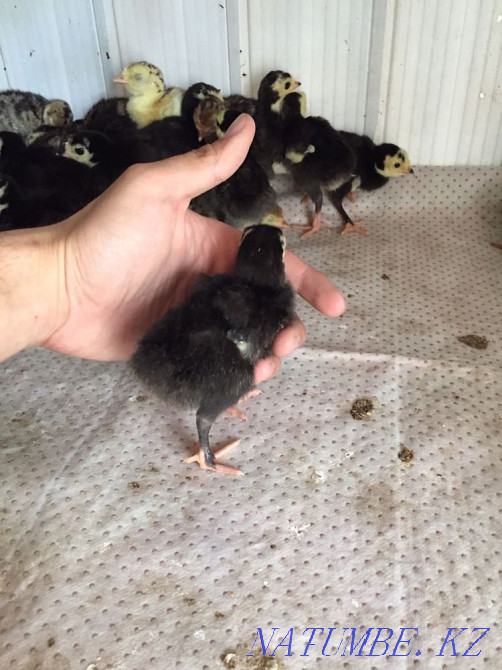 Индюк курке ундик Шымкент - изображение 2