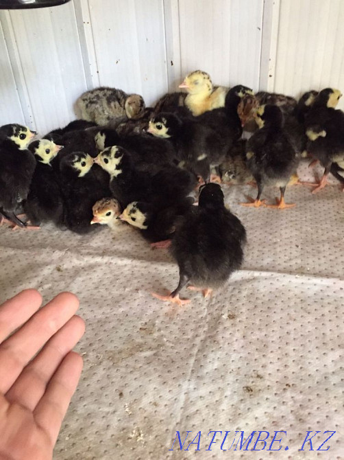 Индюк курке ундик Шымкент - изображение 1