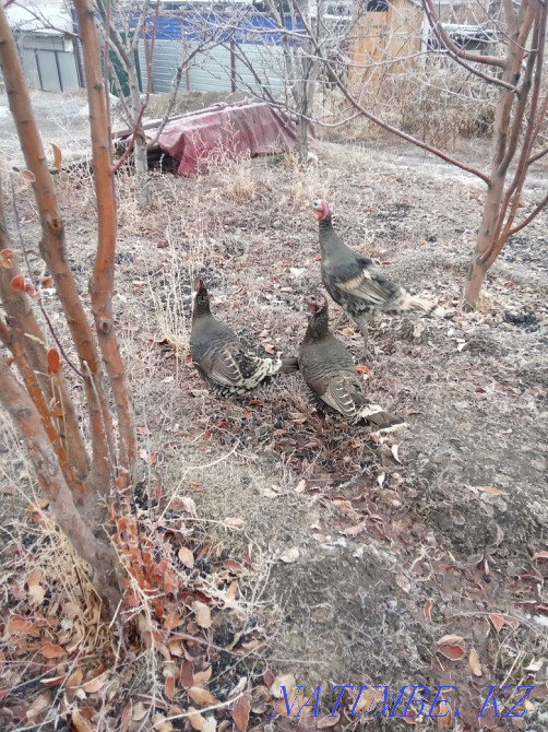 I will sell turkeys (nis)  - photo 4