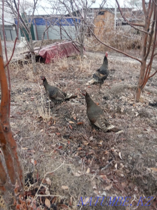 I will sell turkeys (nis)  - photo 3