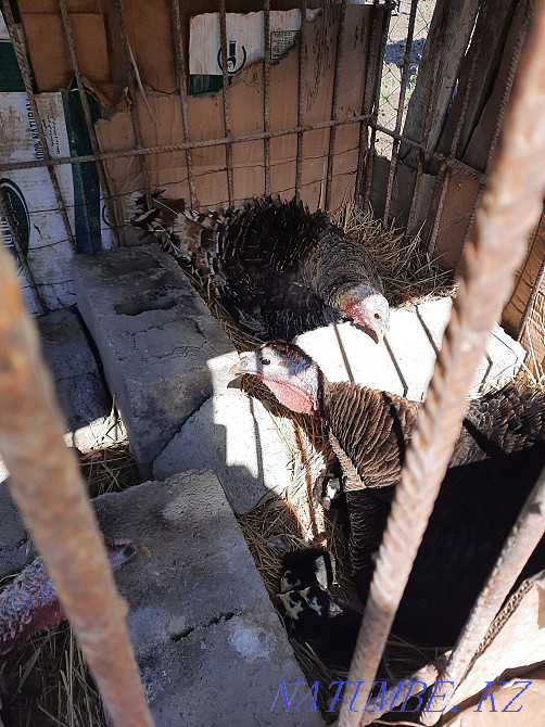 Balapan t?yetaouy?, turkey Taraz - photo 1