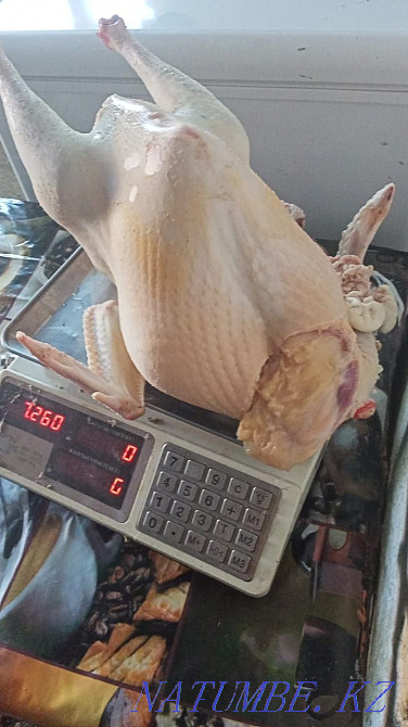 Homemade turkey and turkeys Taraz - photo 1